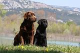 LABRADOR 1076
